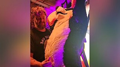 Blindfolded Canine Edged By Stepdaddy Bear Until He
