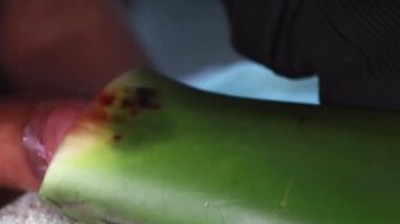 Jerking Off With Aloe Vera Ultil I Nut A Thick Load